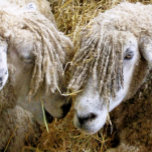 SHEEP SILVER PLATED NECKLACE<br><div class="desc">Two beautiful Cotswold sheep captured photographically in a funny and humourous moment talking to each other. Cotswold sheep originate from the Cotswolds in England and are bred for their wool and meat. They have long fleeces with an almost golden tint to it.</div>