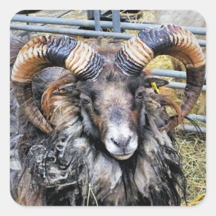 SHEEP SQUARE STICKER