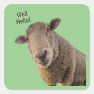 Sheep Square Sticker
