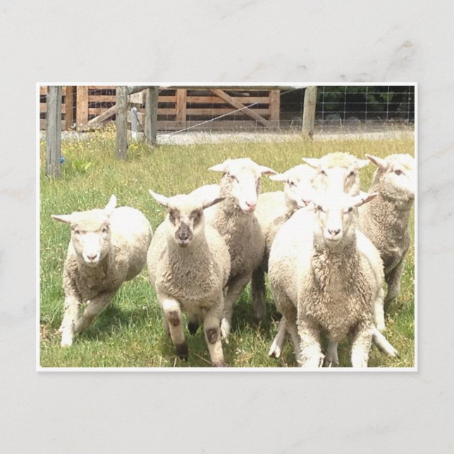 Sheep Stampede Postcard (Front)