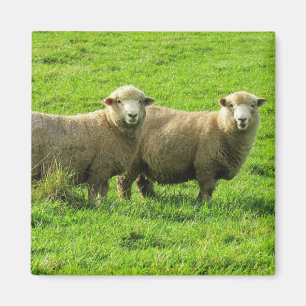 sheep stares magnet