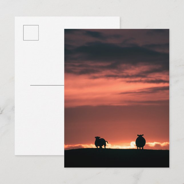 Sheep Sunset Nature Photo Postcard (Front/Back)