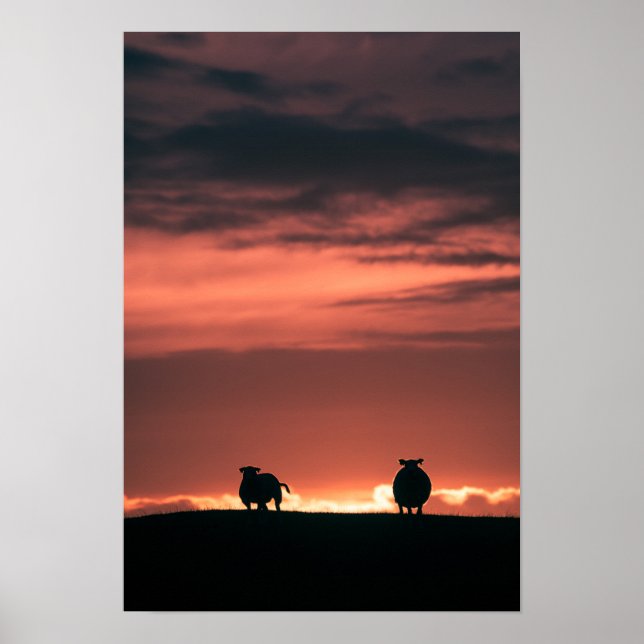 Sheep Sunset Nature Photo Poster (Front)
