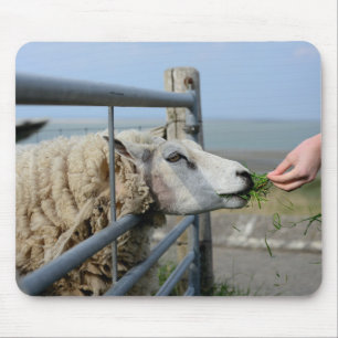 Sheep, Texel, Holland Mouse Pad