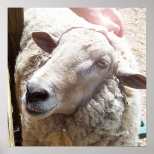 Sheep The Good Shepherd Christian Art photograph Poster