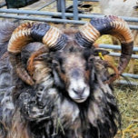 SHEEP TRIFOLD WALLET<br><div class="desc">A photographic design of a beautiful ram sheep with magnificent horns.</div>