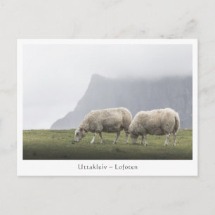 Sheep Uttakleiv Lofoten Islands Postcard