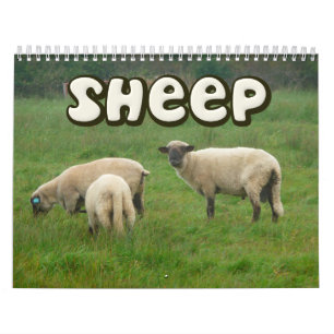 Sheep Wall Calendar