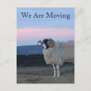 Sheep We Are Moving Card