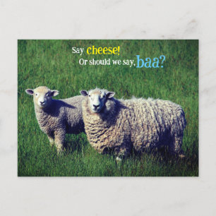 Sheep with lamb in grass meadow postcard