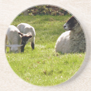 Sheep With Spring Lambs Coaster