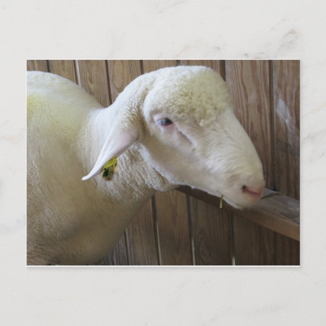 Sheep With Straw Postcard (Front)