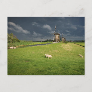 Sheep with windmills under dark clouds postcard