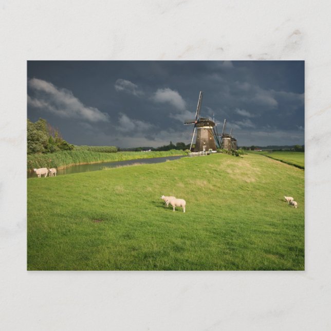Sheep with windmills under dark clouds postcard (Front)