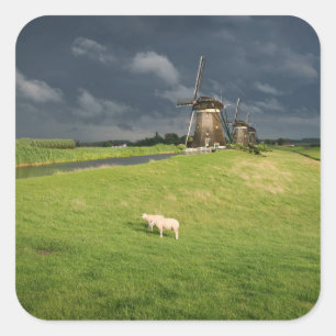 Sheep with windmills under dark clouds square sticker