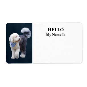 Sheepadoodle With Blue Chequered Scarf
