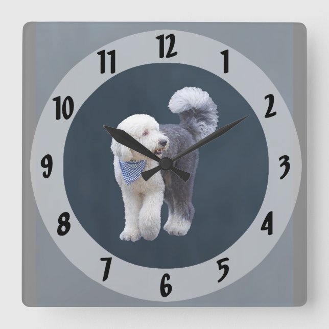Sheepadoodle With Blue Chequered Scarf Square Wall Clock (Front)