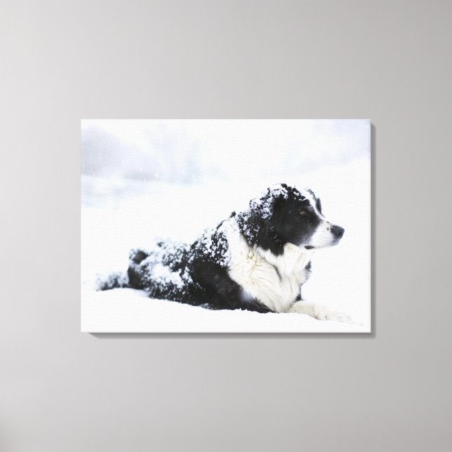 Sheepdog (Akbash/collie mix) lying out during Canvas Print (Front)