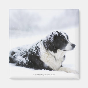 Sheepdog (Akbash/collie mix) lying out during Magnet