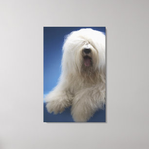 Sheepdog Canvas Print