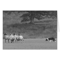 Sheepdog Herding Sheep Card