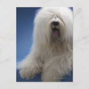 Sheepdog Postcard