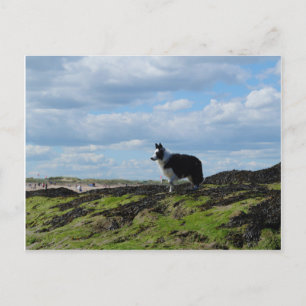 Sheepdog Ready on Rocks Postcard