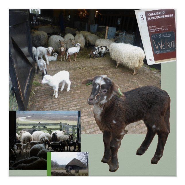 Sheepfold with Lambs Square Poster (Front)