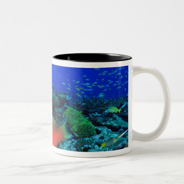 Sheephead Parrotfish Scarus Two-Tone Coffee Mug (Right)
