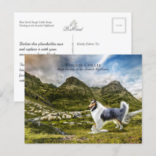 Sheepherding Blue Merle Rough Collie - Collectable Postcard