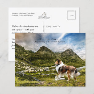 Sheepherding Sable Rough Collie - Collectable Postcard