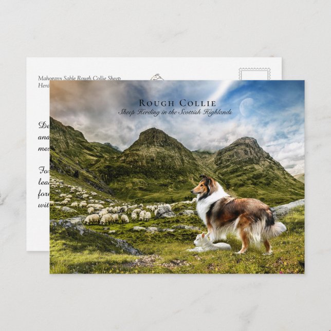 Sheepherding Sable Rough Collie - Collectable Postcard (Front/Back)