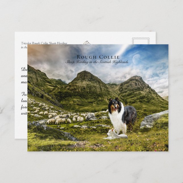 Sheepherding Tricolor Rough Collie - Collectable Postcard (Front/Back)