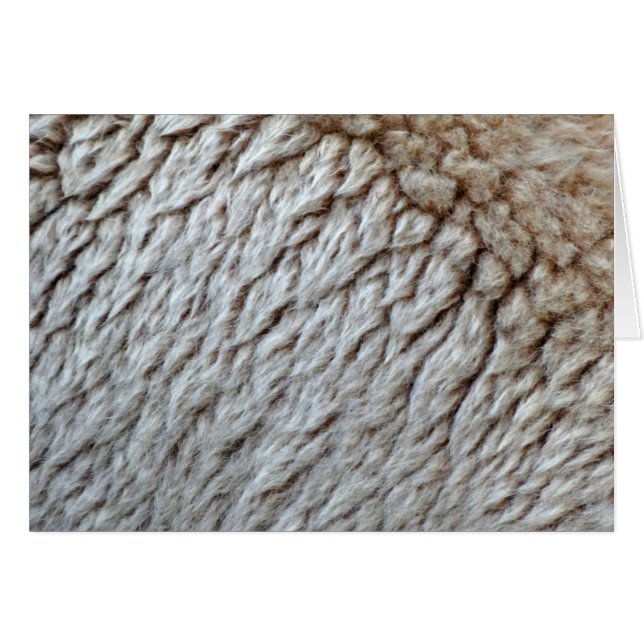 Sheep's Wool Abstract Nature Photo (Front Horizontal)
