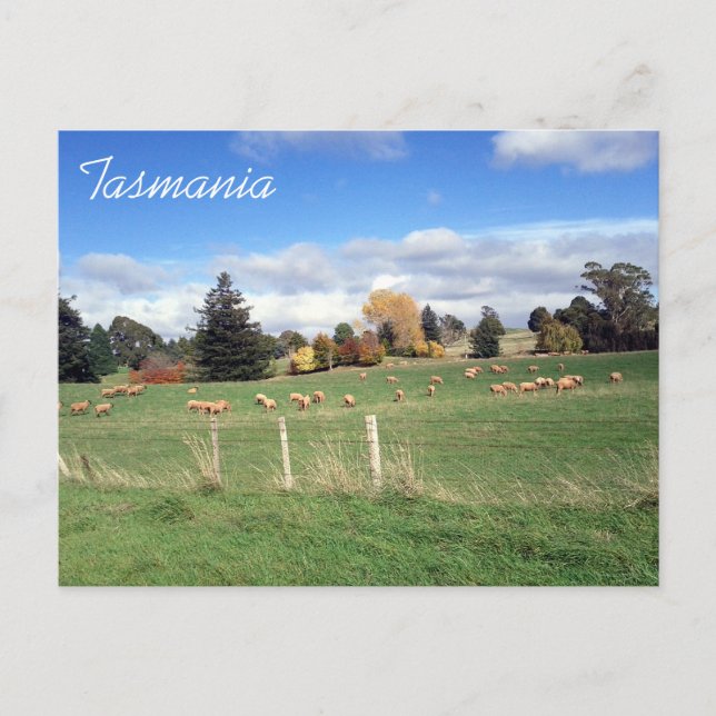 sheepscape tasmania postcard (Front)
