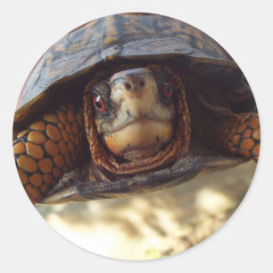 Sheet of 20 Box Turtle Stickers