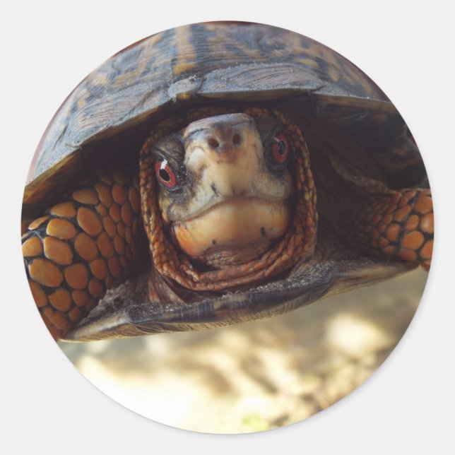 Sheet of 20 Box Turtle Stickers (Front)