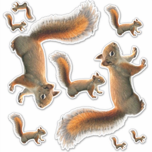 Sheet of Red Squirrel Stickers (Front)