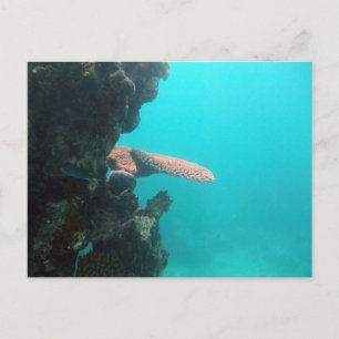 Shelf Coral Postcard