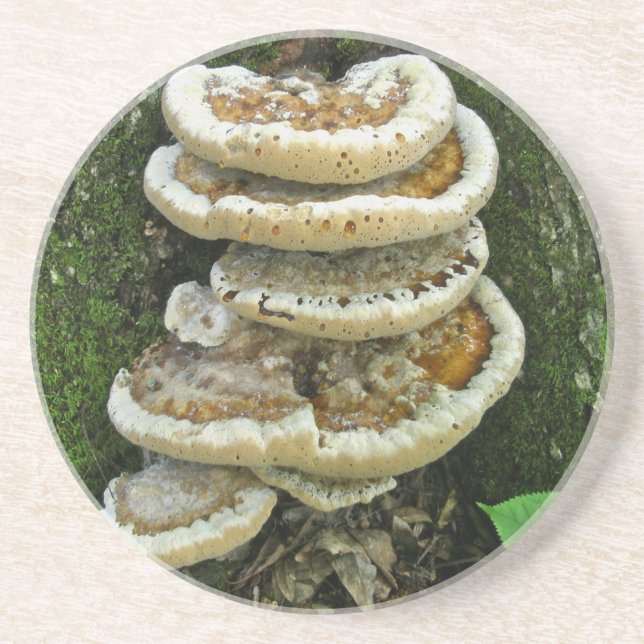 Shelf Fungi on Stump Coaster (Front)