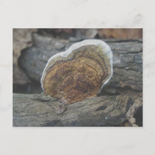 Shelf Fungus #3 Postcard (Front)