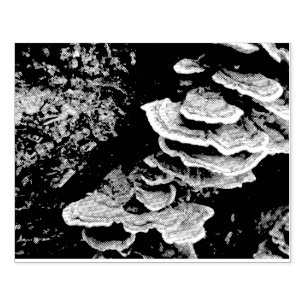 Shelf Fungus Rubber Stamp