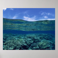 Shelf of coral