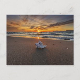 Shell At The Beach At Sunset   Kos Island Postcard