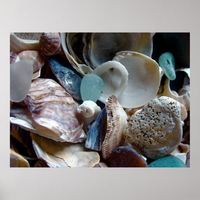 Shell Collected Print (Front)