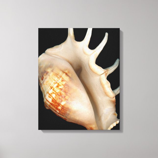 Shell - Conchology - Conch Canvas Print (Front)