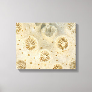 Shell - Conchology - Coral Canvas Print