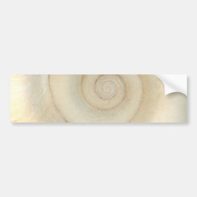 Shell - Conchology - White Spiral Bumper Sticker (Front)