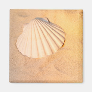 Shell Laying In Sand Magnet