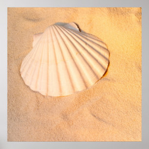 Shell Laying In Sand Poster